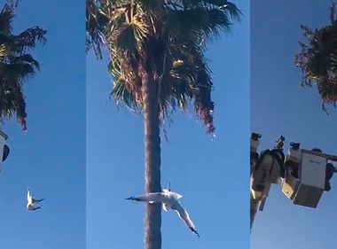 Long Beach SCE Crew Swoops in to Rescue Entangled Seagull