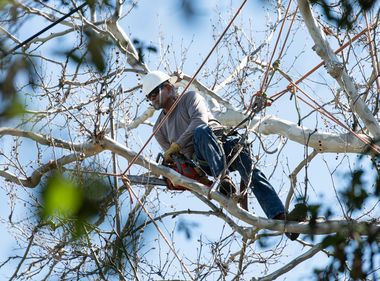 SCE Steps Up Tree Trimming in High Fire Risk Areas