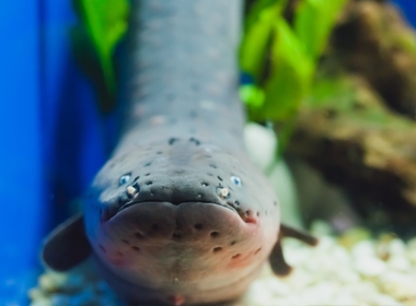 Can Electric Eels Really Create Electricity?