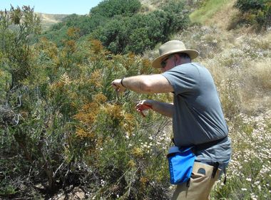 Plant Moisture Levels Help Predict Wildfires