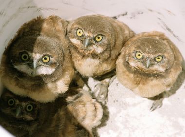 Effort to Save Burrowing Owls Goes Underground in Chino
