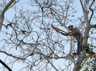 SCE Tree Trimming a Critical Year-Round Job
