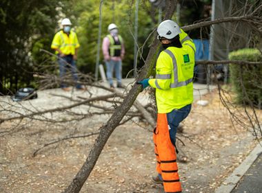 Essential Tree Trimming Work Around Power Lines Continues