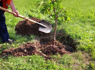 Trees to Bring Cooling Benefits to Overheated SoCal Cities