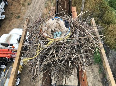 SCE Biologists Help Protect Wildlife During Emergencies