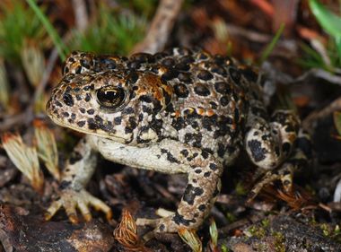 Protecting the Sierra Nevada’s Yosemite Toad