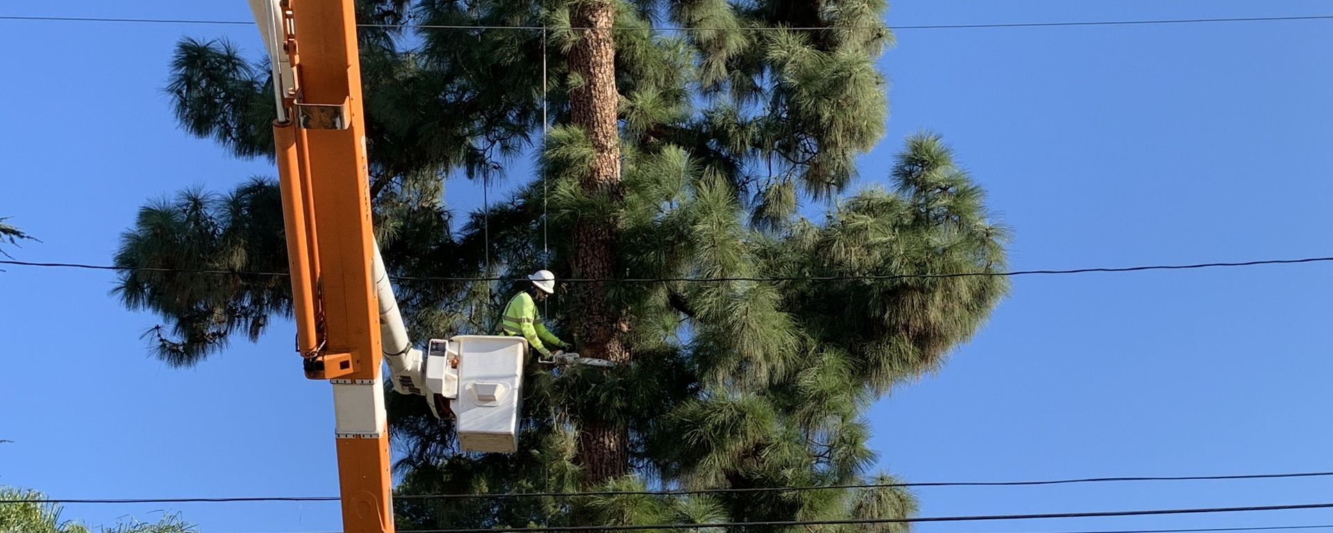 Keeping Communities Safe From Big Trees Near Power Lines Energized by