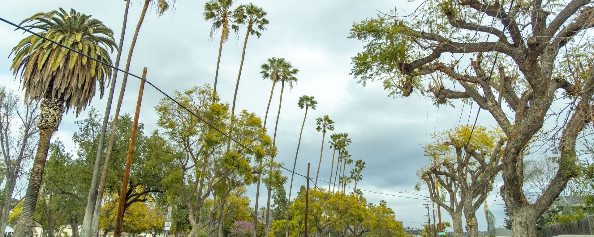 Some Palm Trees to Be Removed to Prevent Wildfires Energized by Edison