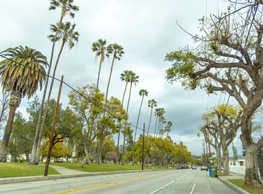 Some Palm Trees to Be Removed to Prevent Wildfires