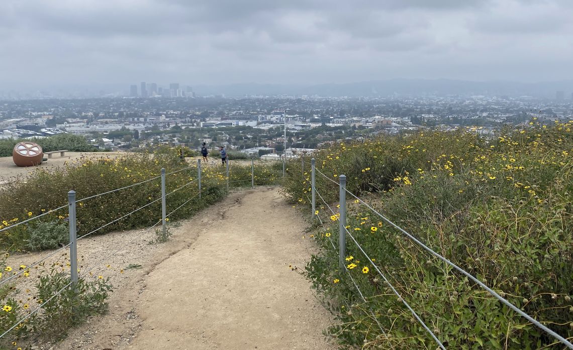 Edison volunteers helped remove non-native plants such as mustard, chrysanthemum and wild radish from the Baldwin Hills Scenic Overlook State Park. Invasive species displace native plants that attract animals, migratory birds and butterflies to the park.