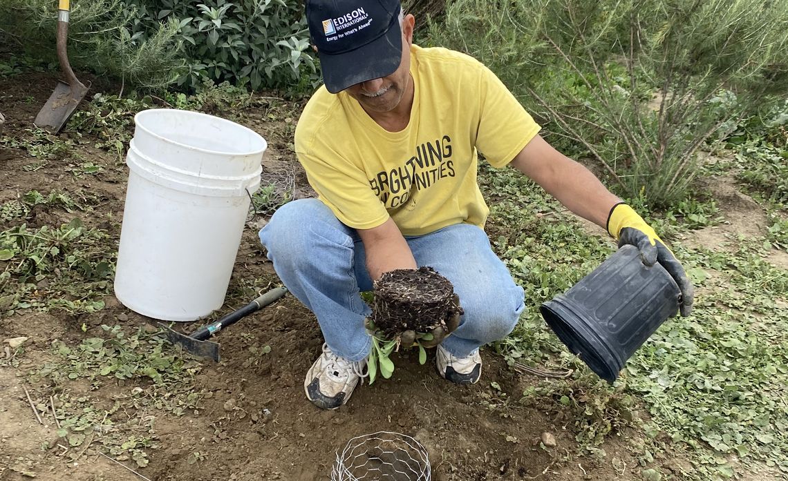 "We've been planting native plants, because when the invasive plants dry up they become fuel and are a fire hazard," said Emily Cobar, community program manager at the L.A. Audubon Society.