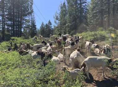 Hungry, Four-Legged Wildfire Prevention Specialists