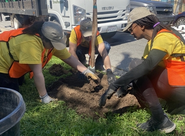 Fighting Pollution, Urban Heat and Wildfires With Trees