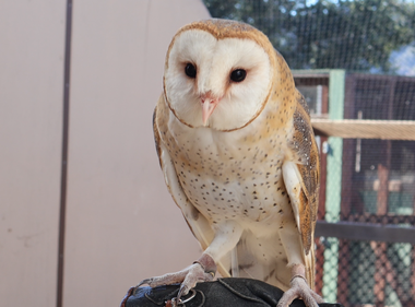 A Flight Plan for Bird Conservation
