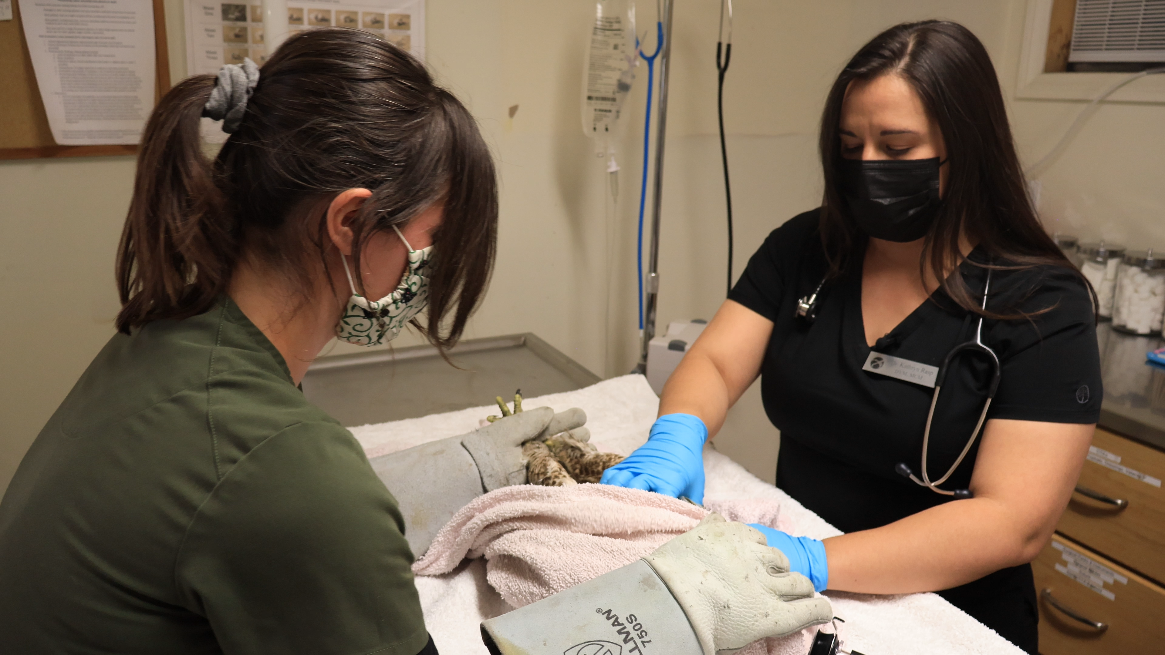 A red-tailed hawk suffering from several gunshot wounds sits sedated in a veterinary hospital, a typical patient of the Ojai Raptor Center. 