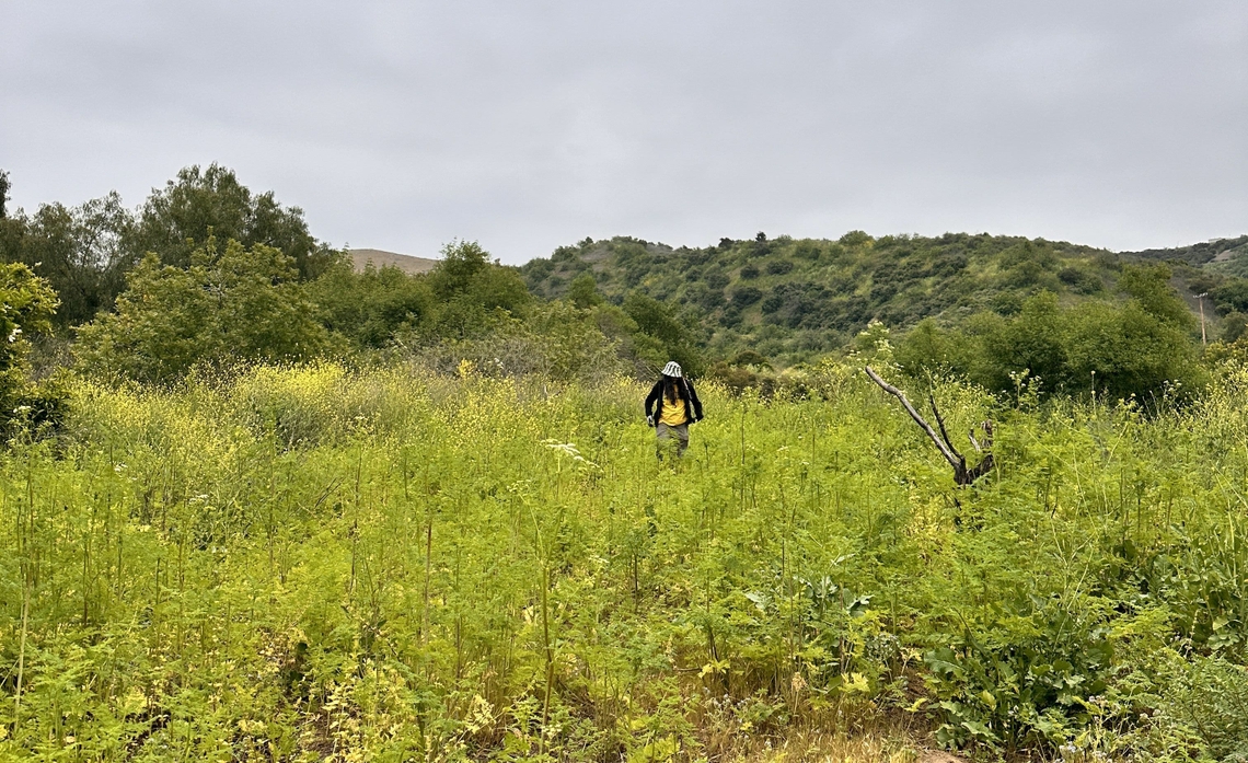SCE employee Veronica Vazquez’s daughter, Annalise, helps with invasive species removal at Chino Hills State Park. 