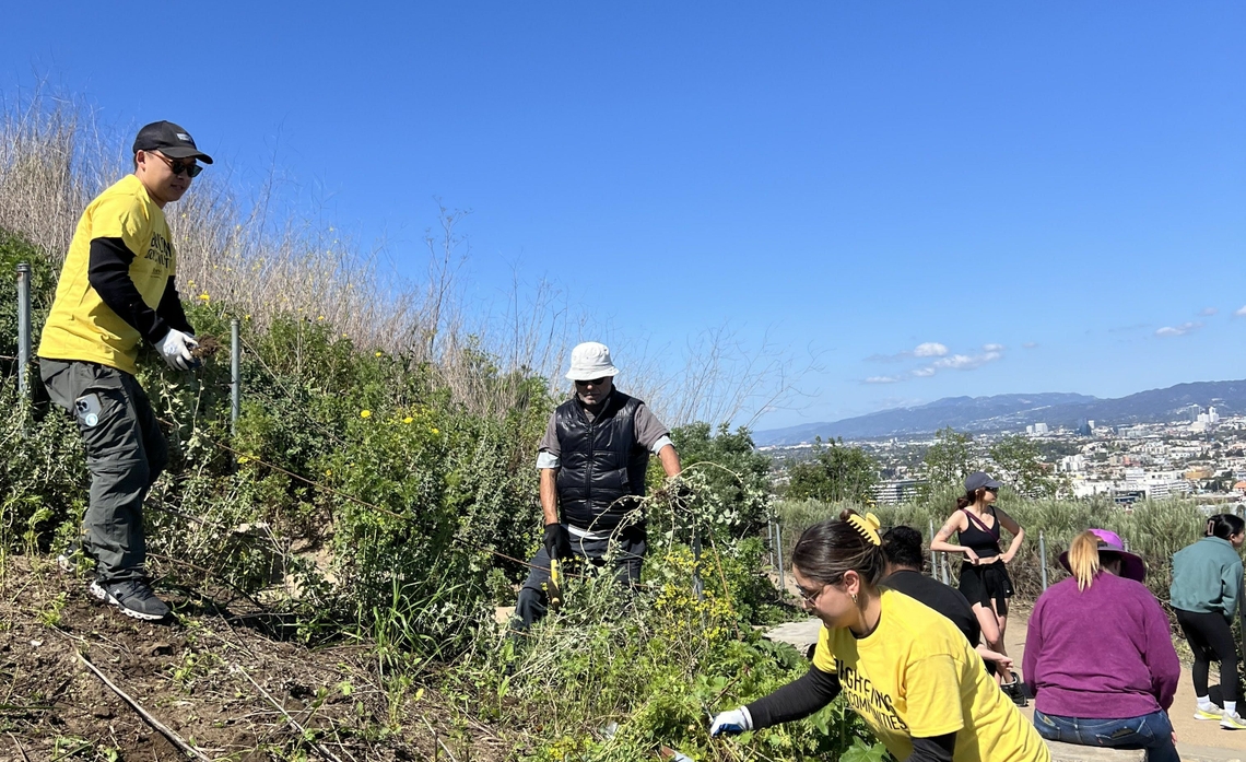 Volunteers removed invasive species from the Baldwin Hills Scenic Overlook.