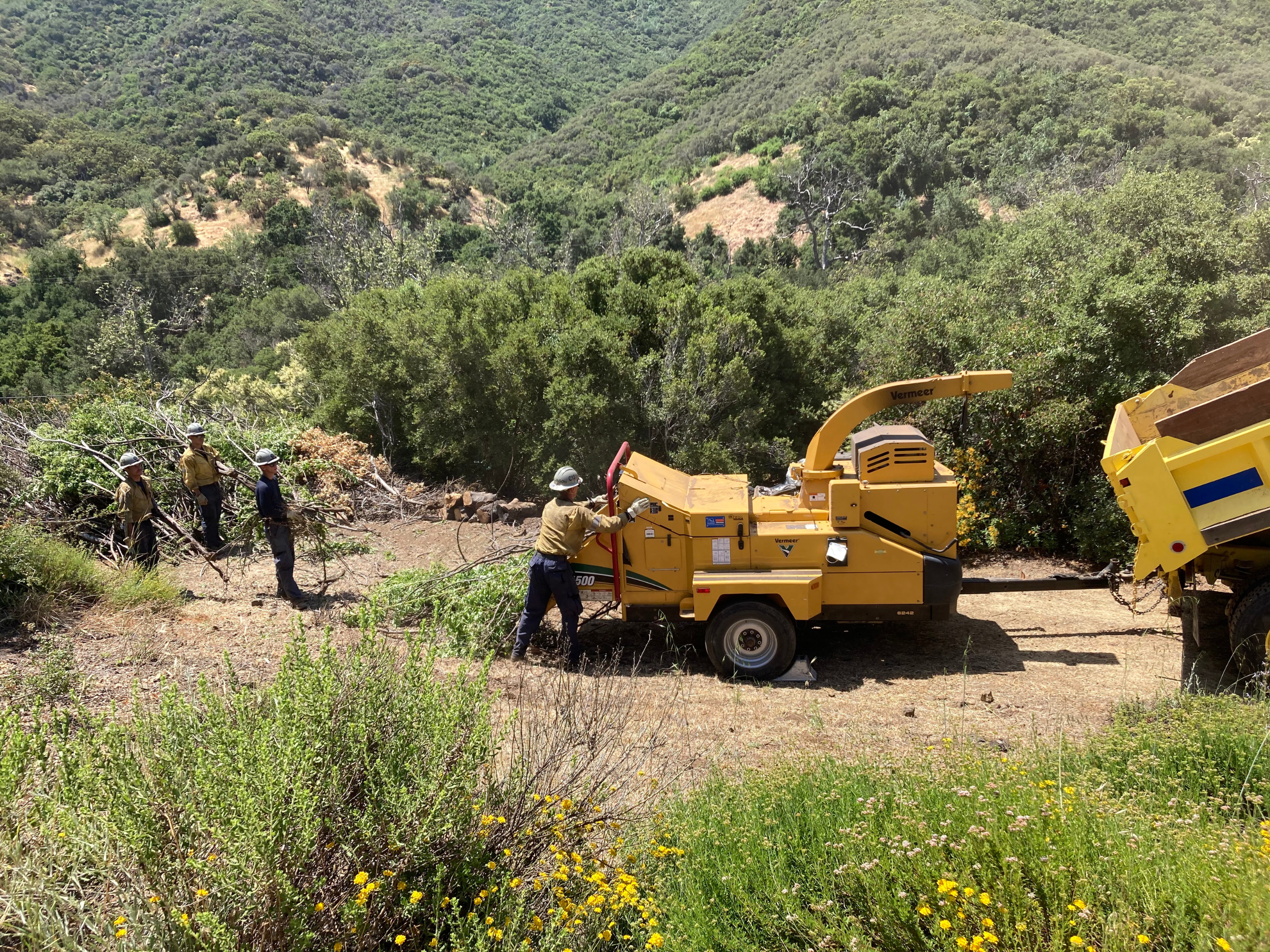 Fire crews use a woodchipper to break down branches during brush clearance.