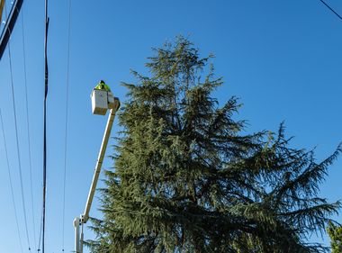 Trim Down on Safety Hazards