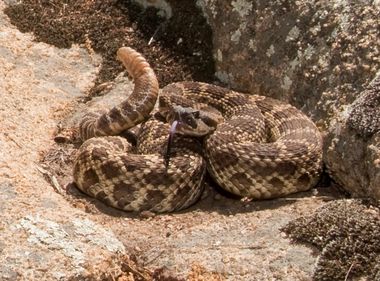 What to Do If You See A Snake