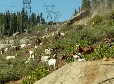 Goats Reduce Wildfire Risk One Bite at a Time