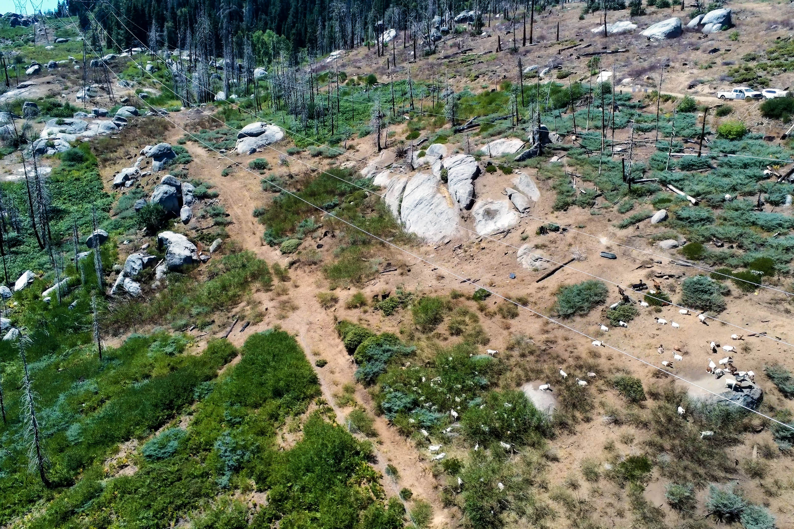 Ariel photo of a group of goats grazing on shrubs and grass along the side of the Sierra Nevada mountain.