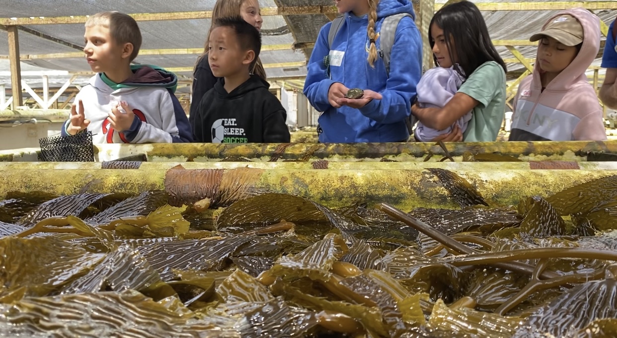 A group of young students standing in front of a abalone farm filled with sea kelp.