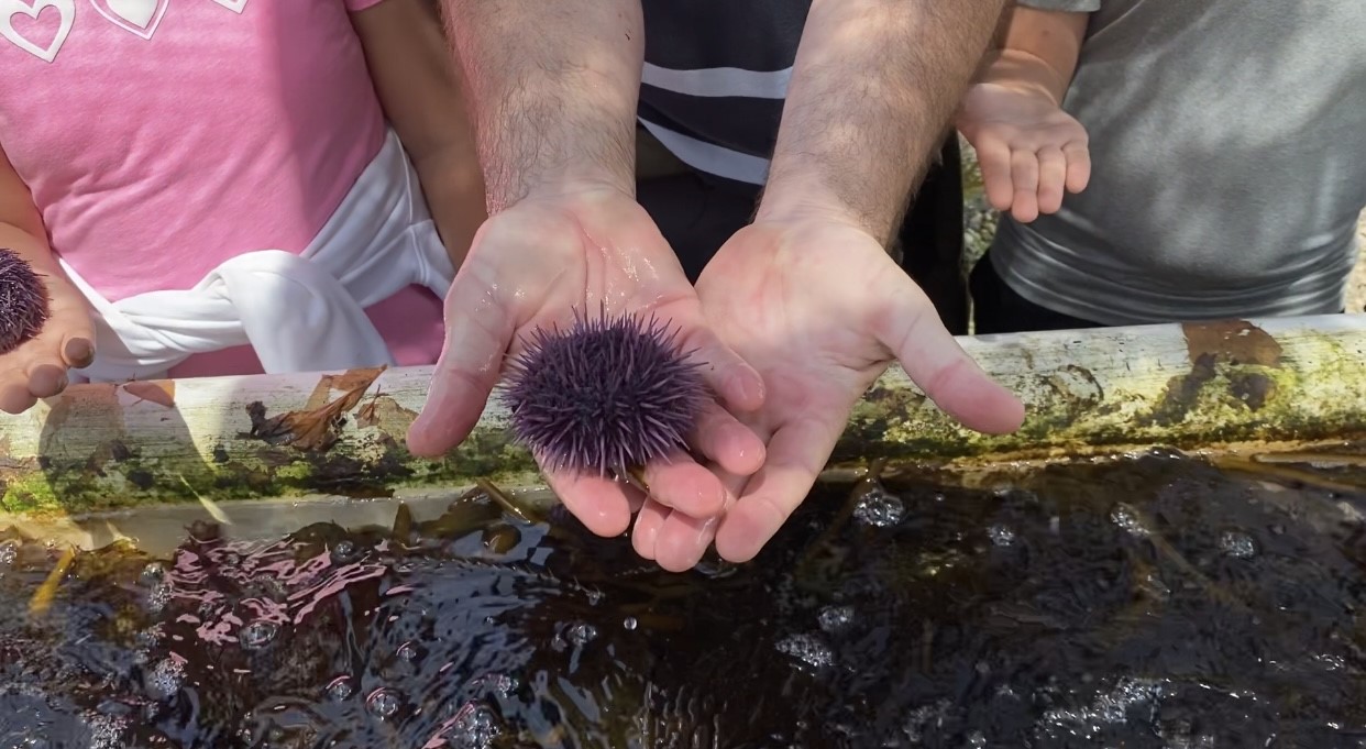 A purple sea urchin resting in the palm of a hand.