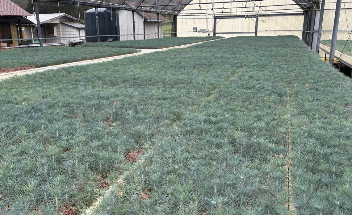 The Camp Edison team uses this nursery to grow thousands of seedlings before planting them near Shaver Lake.  