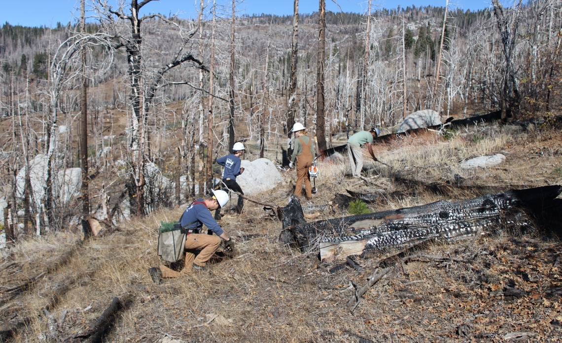 Turning Ashes Into Alpine Forests