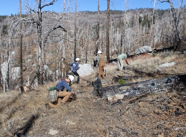 Turning Ashes Into Alpine Forests