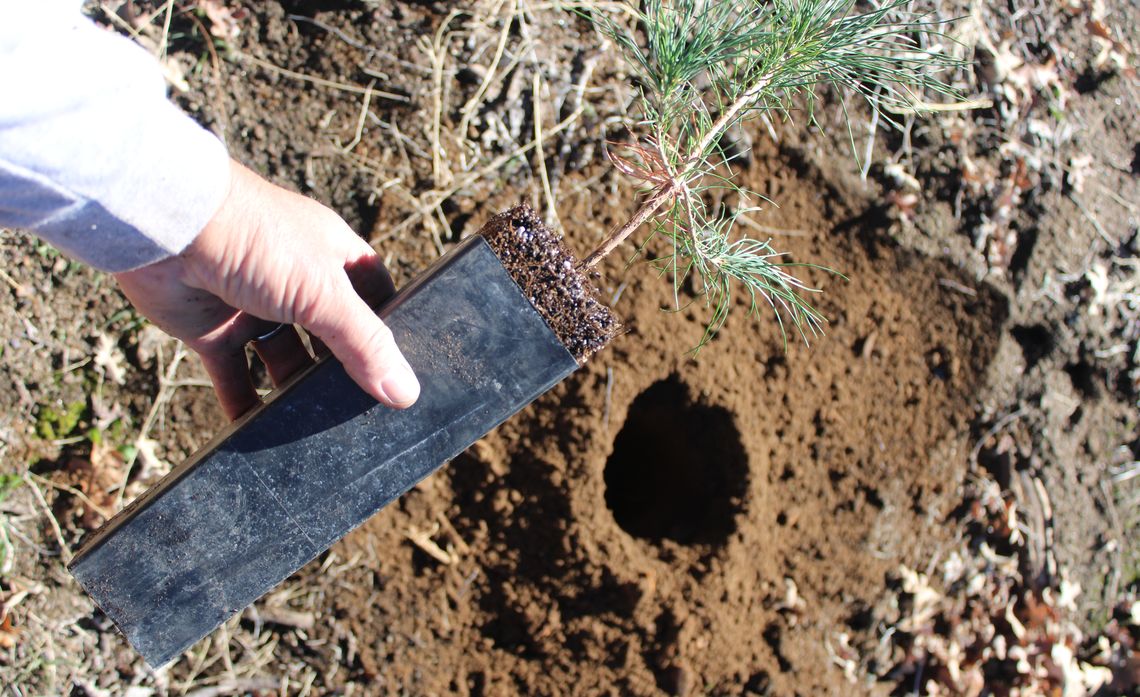 A baby pine tree is being planted near Camp Edison.