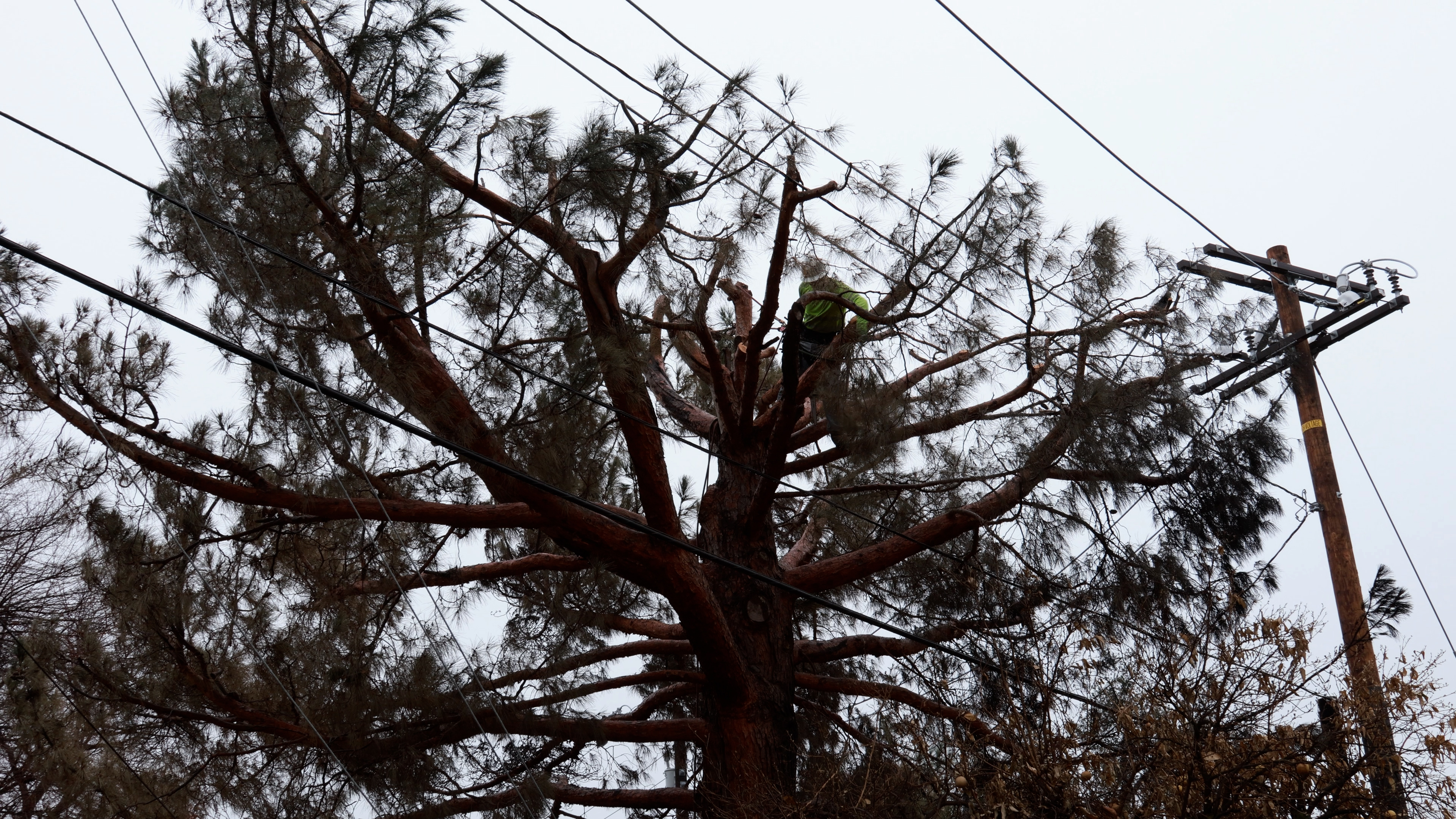 SCE contractors create a safe distance between trees and power lines by trimming branches that are too close to electrical equipment. 