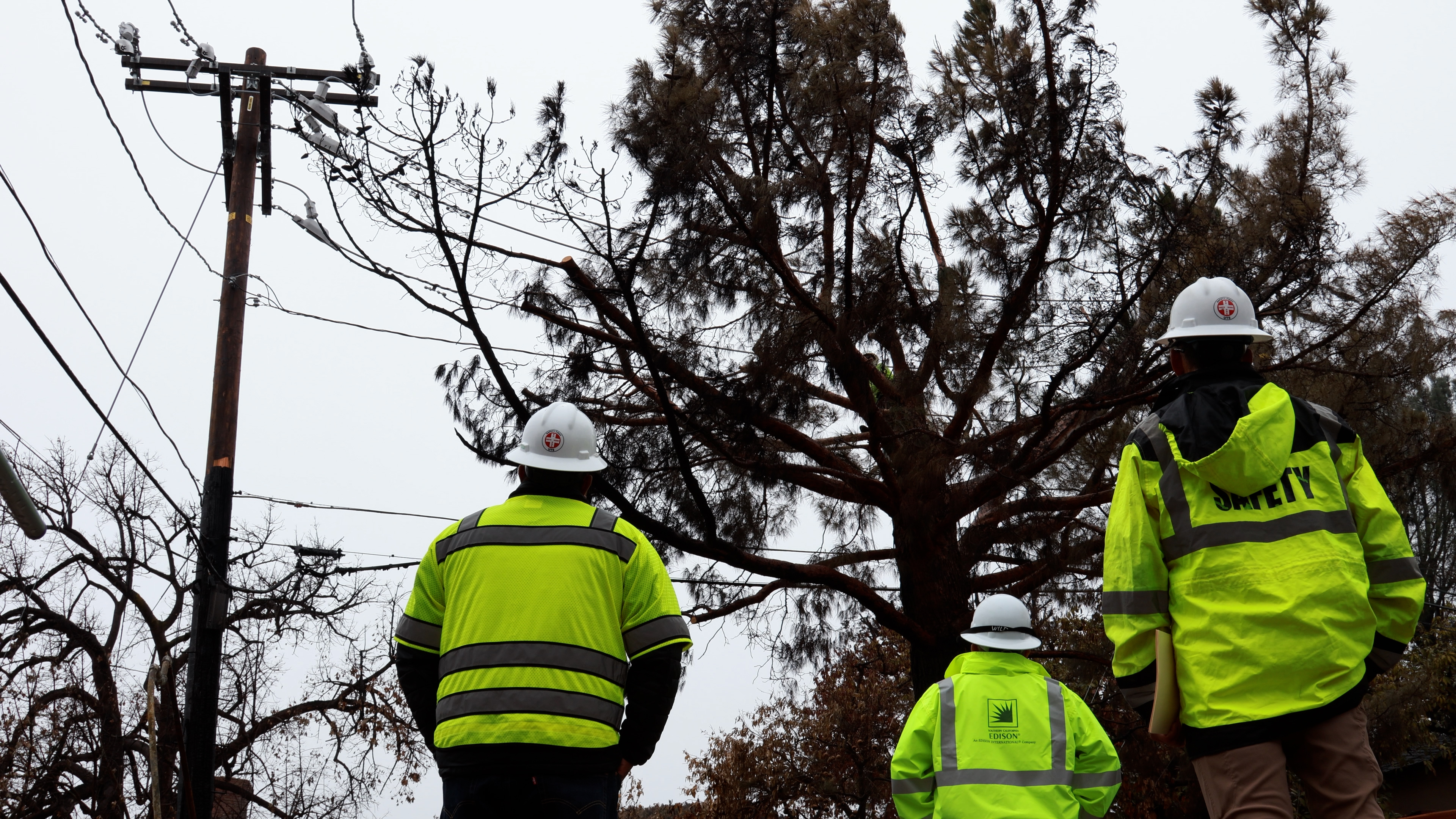 Utility arborist supervise as branches are trimmed away from SCE equipment.