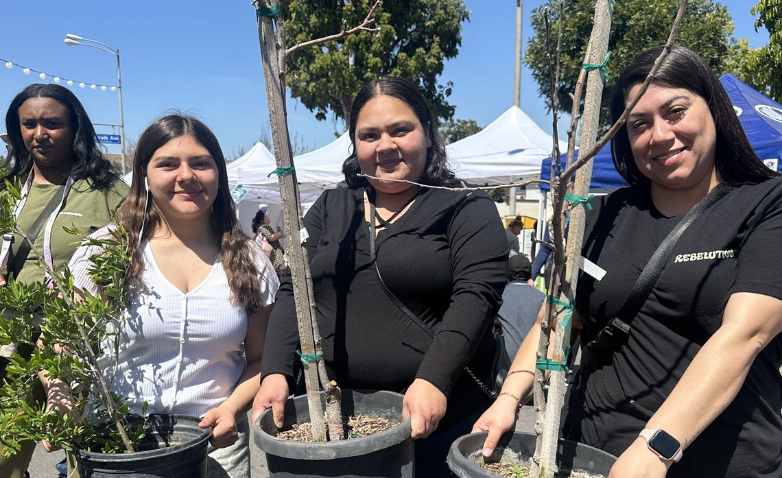 Hundreds of drought-tolerant shade and fruit trees were distributed to customers.