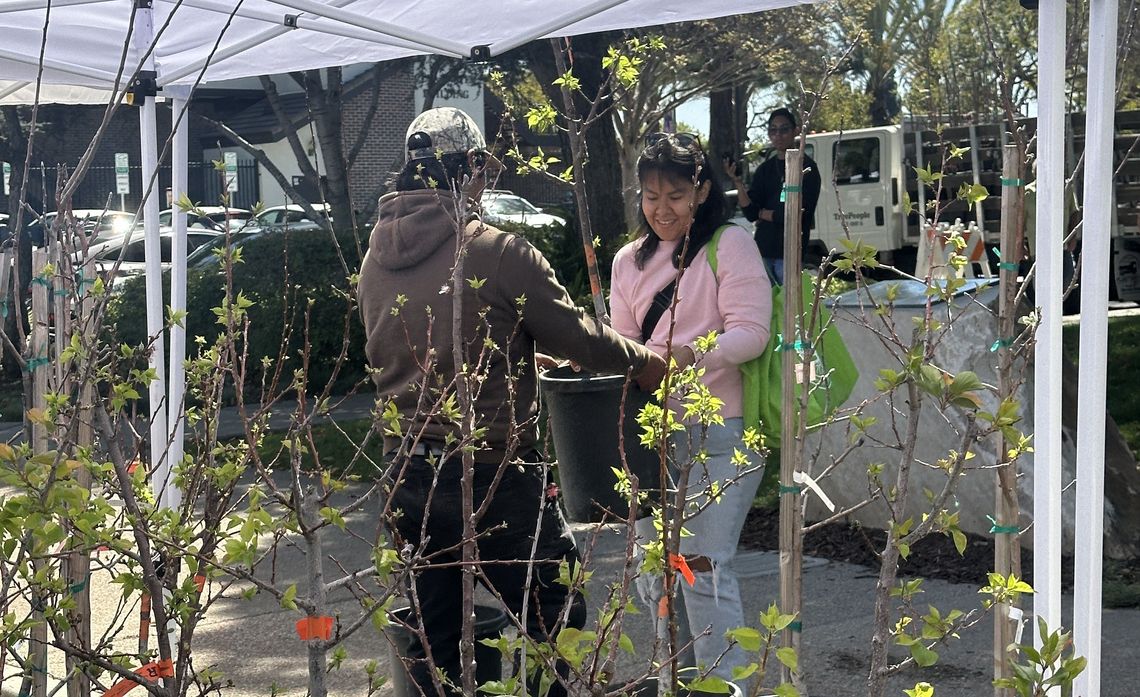 Each attendee was given one free tree to take home with them.