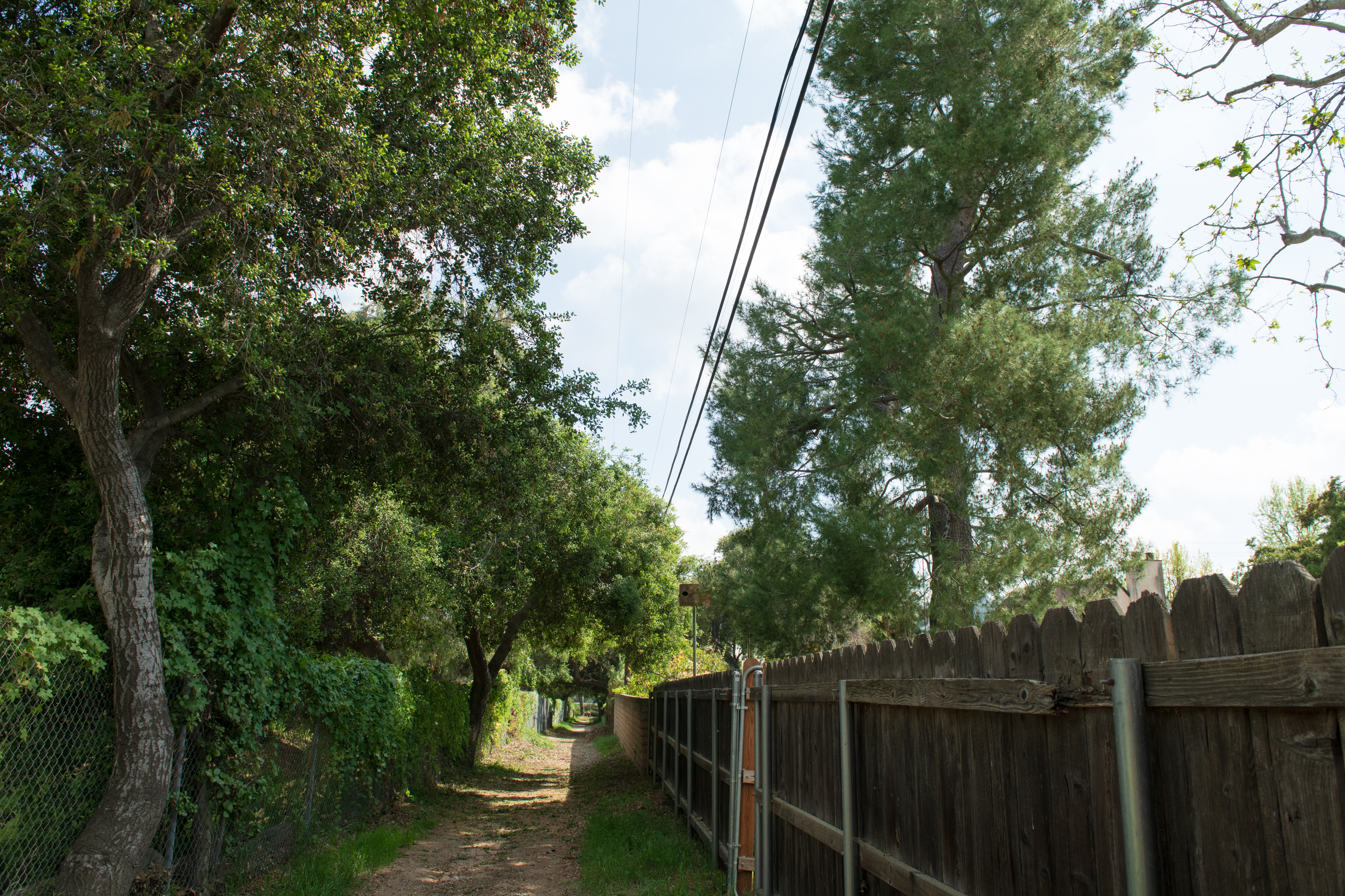 SCE offers a 'Right Tree, Right Place' program to help customers plant trees in the safest possible locations.