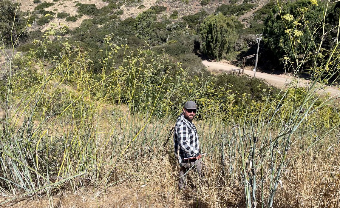 Marc Jones inspects the Thompson Dam on Catalina Island for  a fennel infestation.