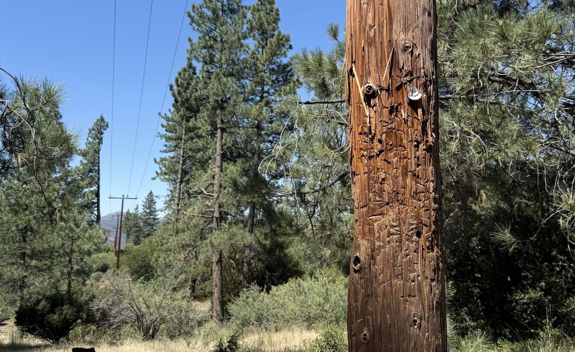 The Department of Fish and Wildlife informs SCE of bear-clawed utility poles in the Angelus Oak area.