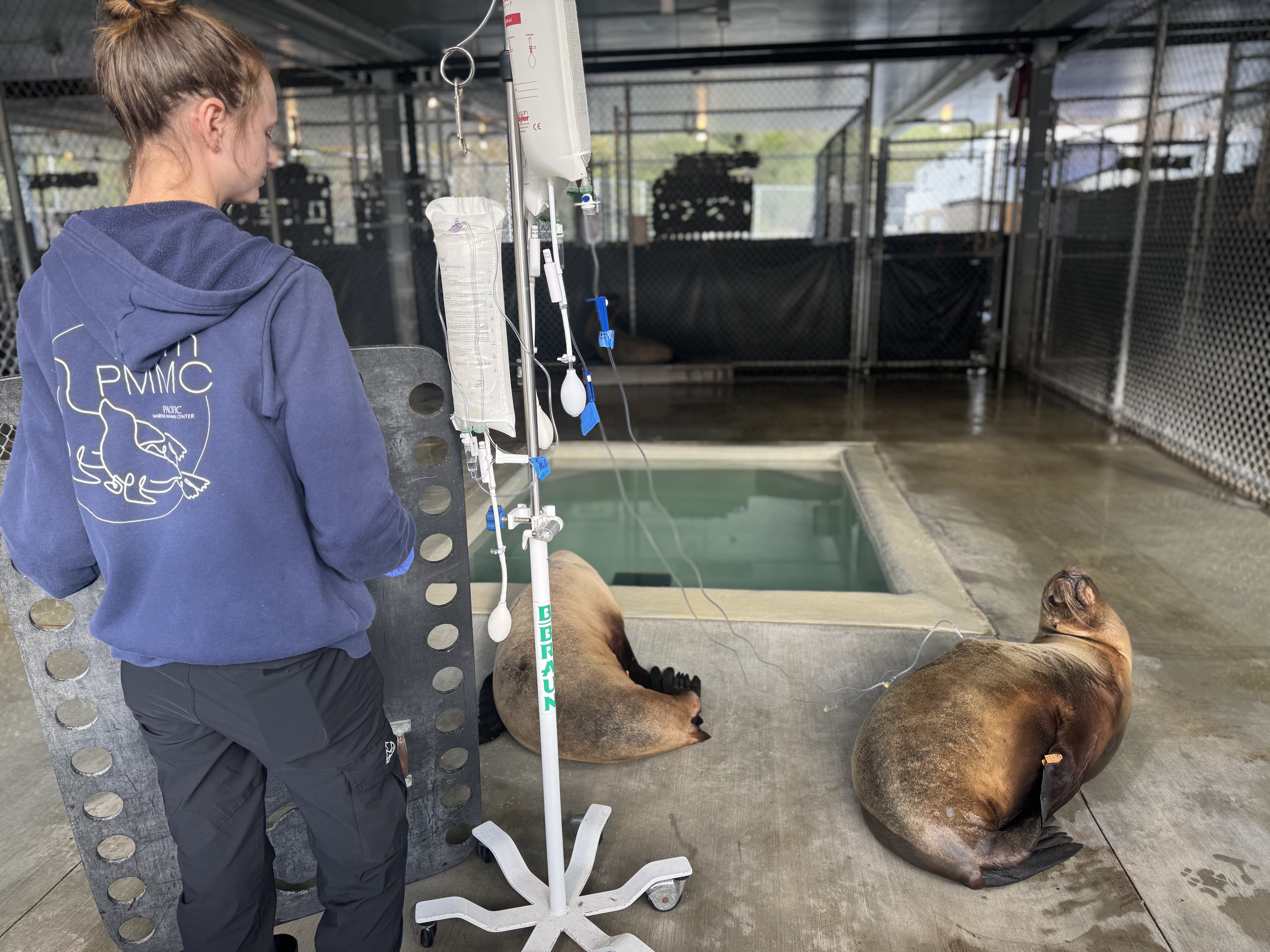 A Pacific Marine Mammal Center patient affected by toxic algae receives intravenous fluids to flush toxicity from its system.