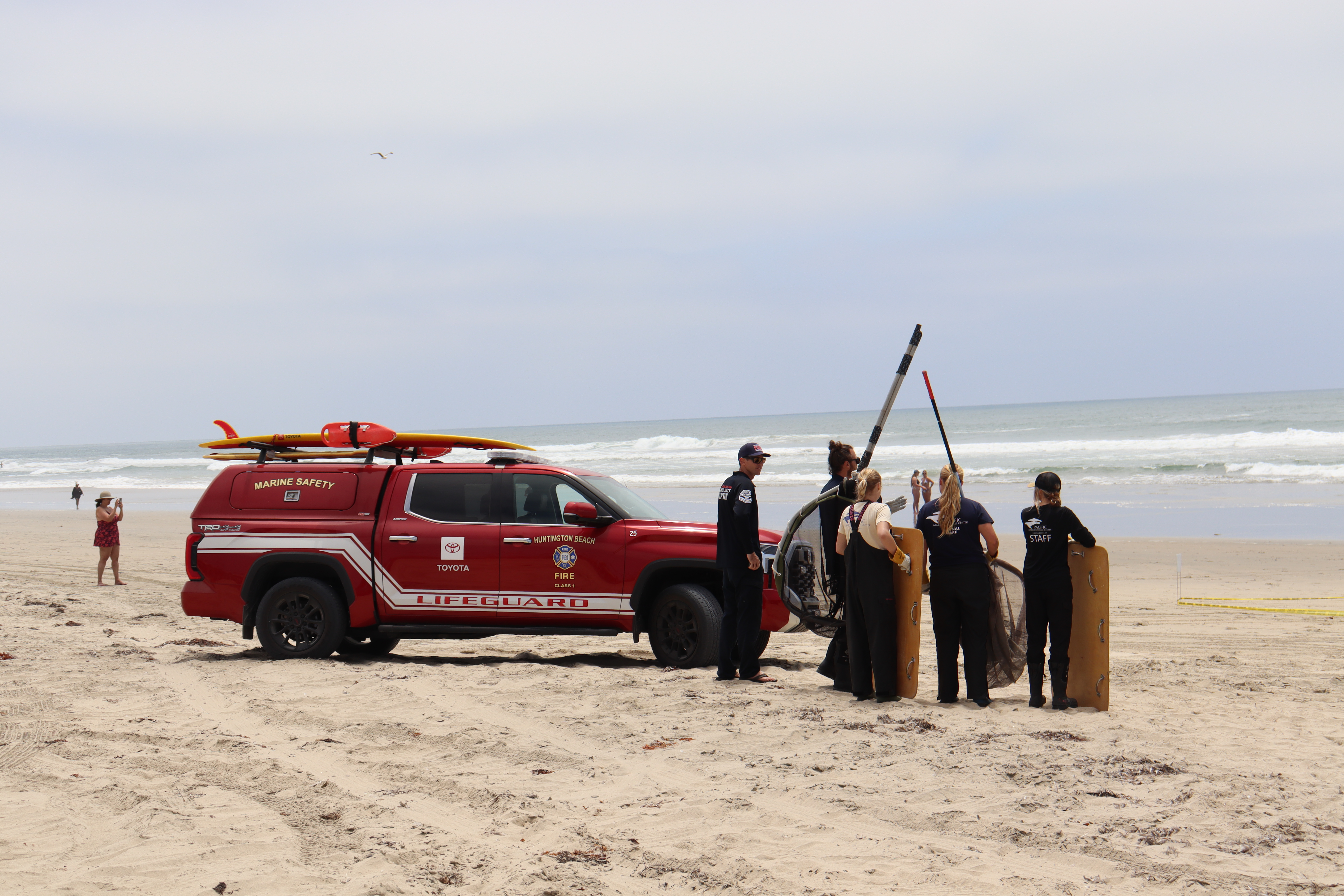 Lifeguards and Pacific Marine Mammal Center responders work together to safely transport stranded marine mammals to an emergency care center.