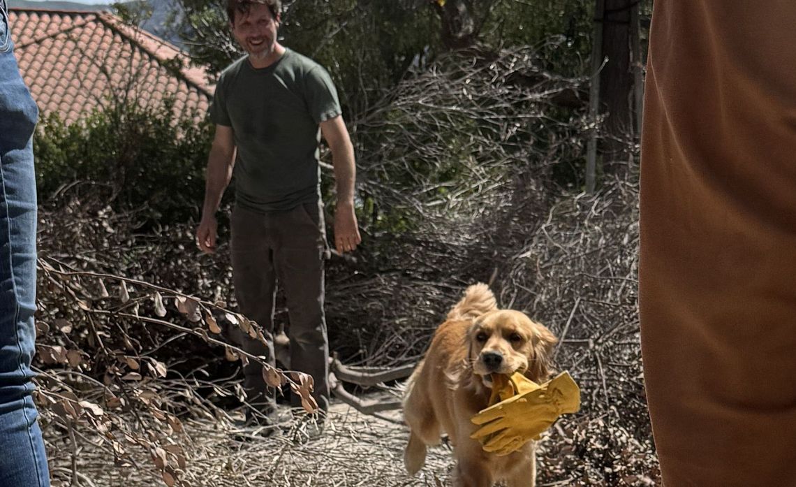 Lila, Chris Figureida’s golden retriever, gets in on the brush clearance action during the community chipper event.