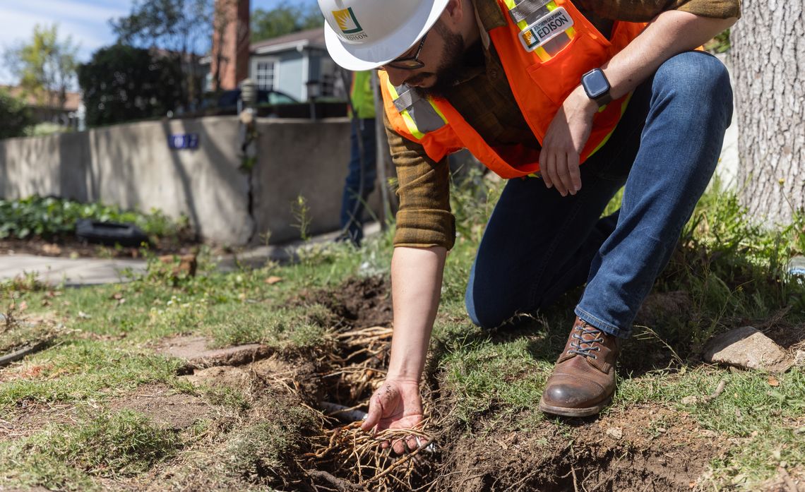 Gerry Avila inspects exposed roots in a trench to make sure trees remain healthy as rebuilding efforts move forward.