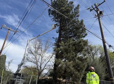 Replacing Risky Trees for Wildfire Safety
