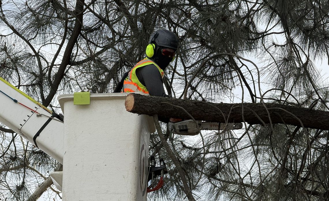 A mature Coulter pine comes down as part of SCE’s efforts to reduce wildfire and safety risk near electrical equipment.