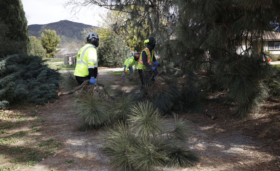Strategic tree removals help keep power lines clear and communities safer during extreme weather.