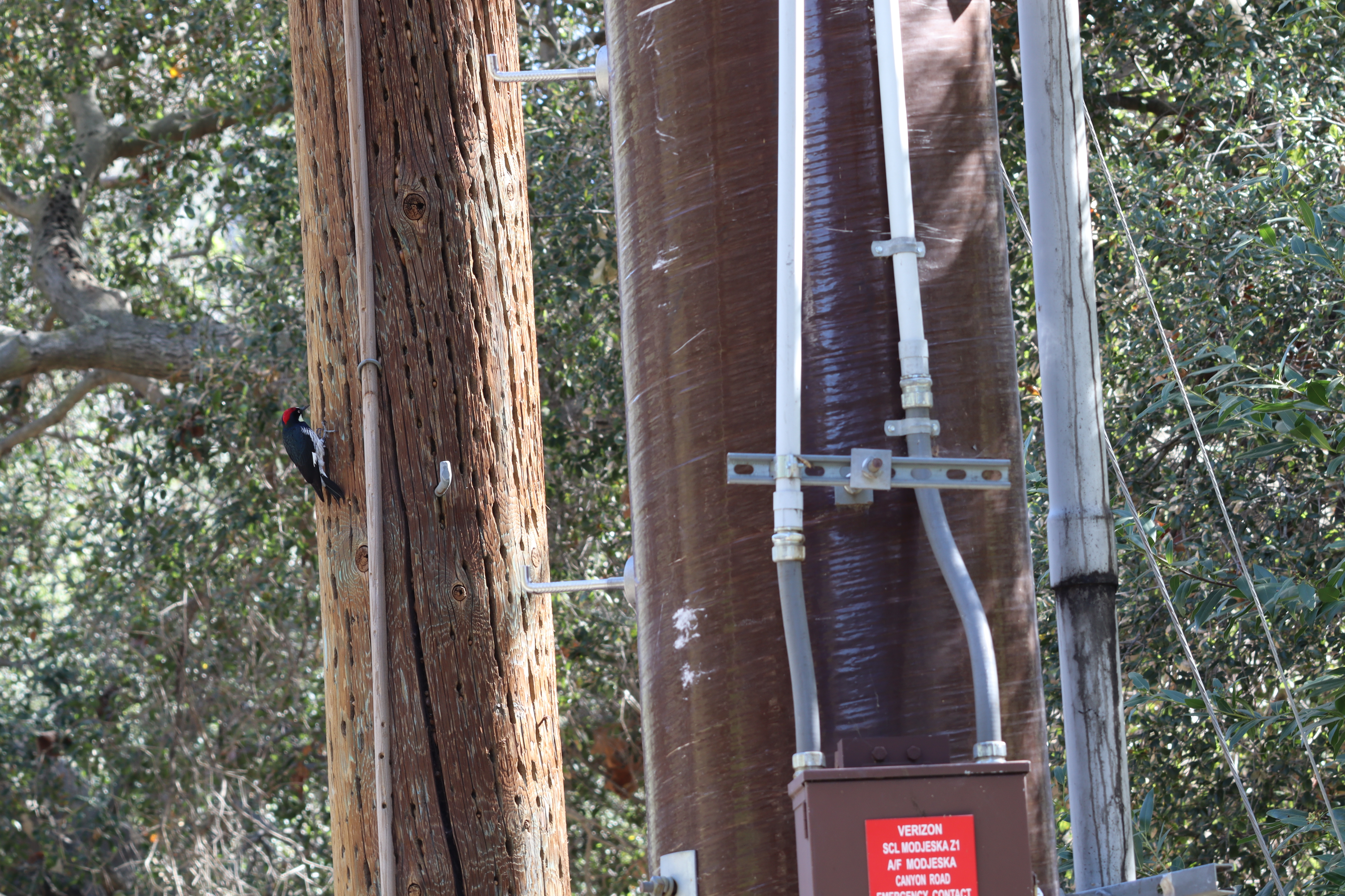 An acorn woodpecker pecks at a wooden utility pole beside a newer fiberglass pole, which is more fire‑resistant and less attractive for nesting. 