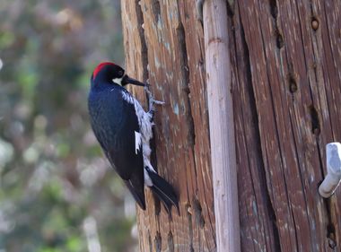 Woodpeckers Meet a Stronger, Safer Electric Grid