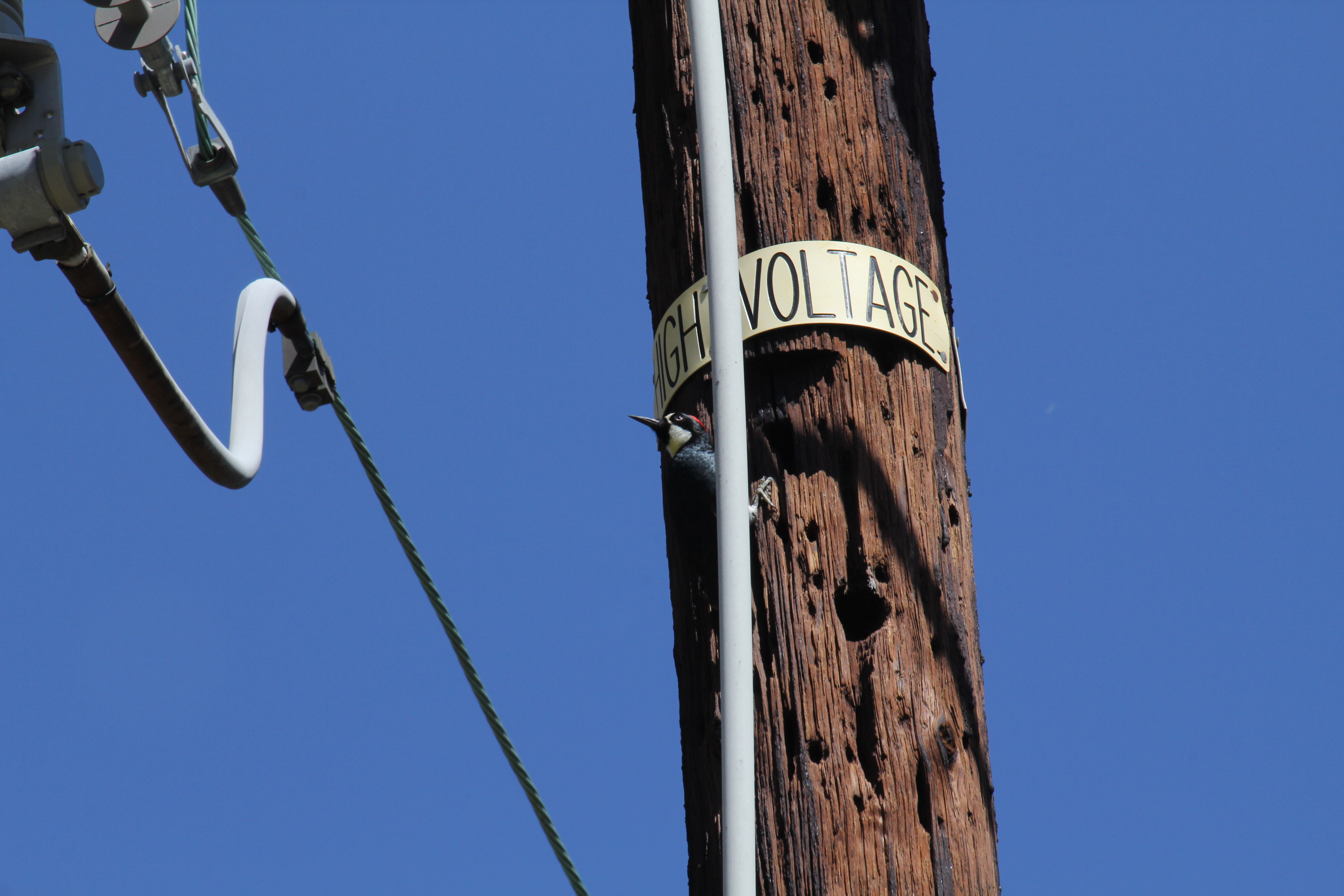 A single utility pole can house a colony of two woodpeckers or as many as 15. And over time, a granary can contain thousands of holes, each one stuffed with an acorn.