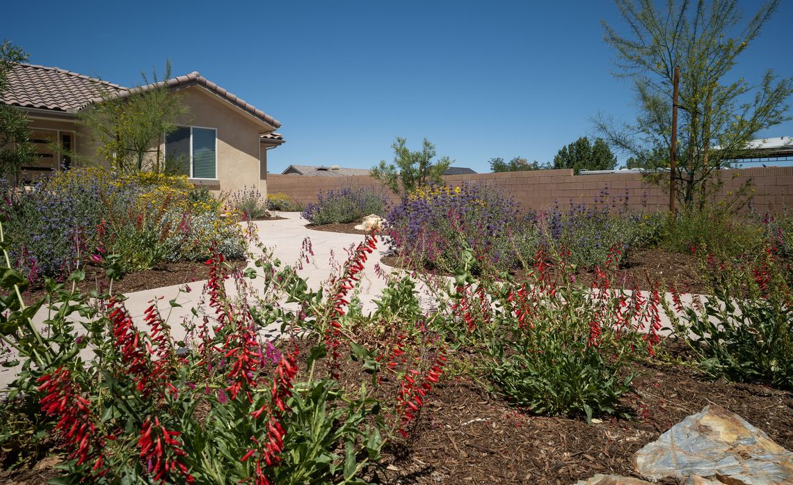 Native plants thrive in Alex Venz’s backyard, where design choices and maintenance help reduce fire risk while supporting the local ecosystem.
